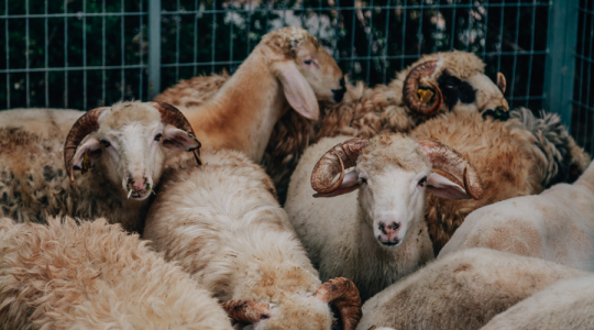 DernekWeb Kurban Bayramı Mesajı