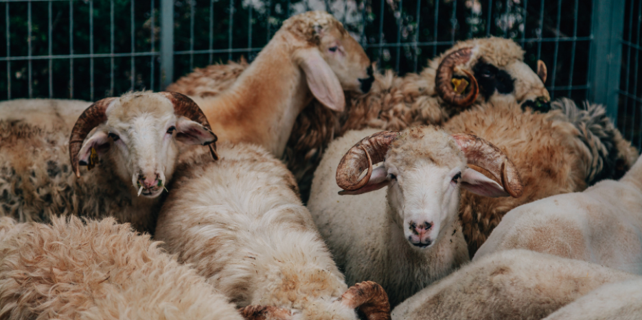 DernekWeb Kurban Bayramı Mesajı